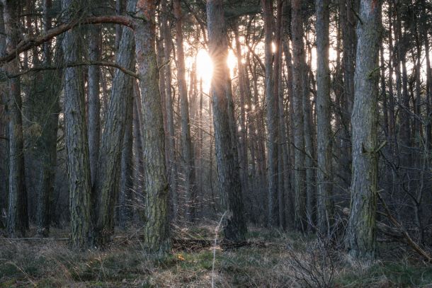 Natur-Coaching