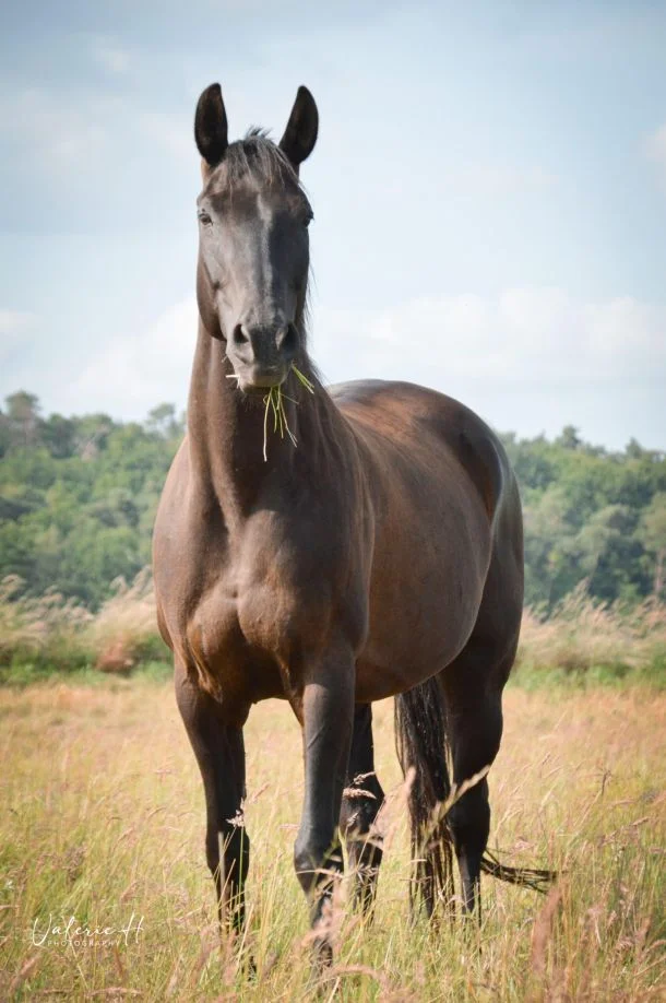 Pferd Salem